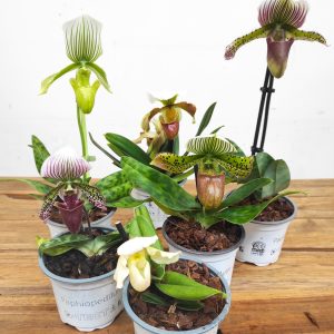 Conjunto 6 Paphiopediluns - Com flor