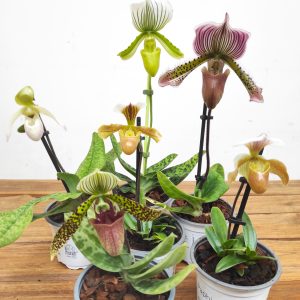 Conjunto 6 Paphiopediluns - Com flor