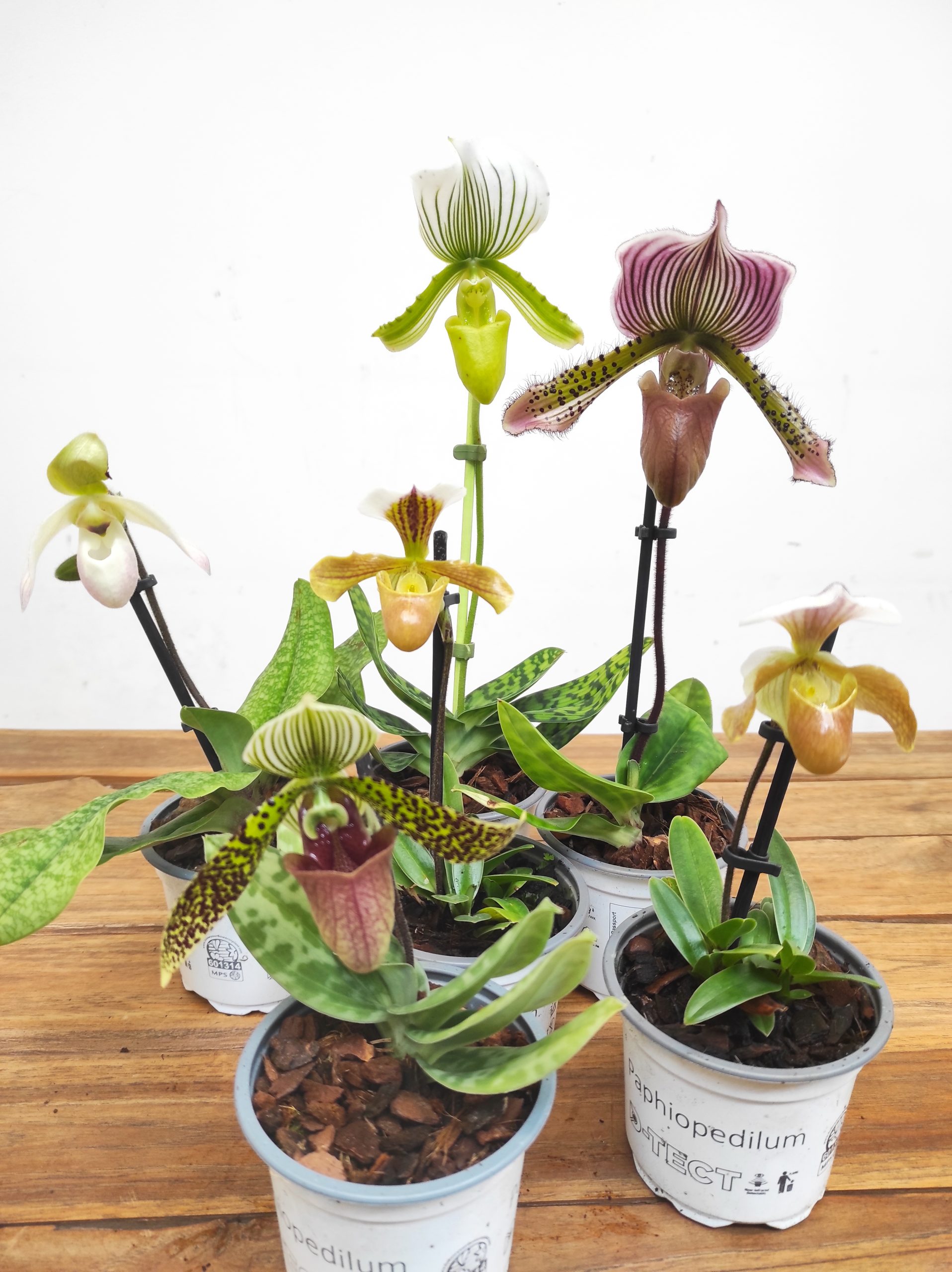Conjunto 6 Paphiopediluns - Com flor