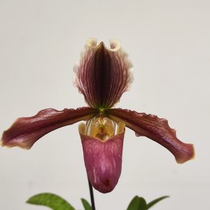 Paphiopedilum – 1 Haste