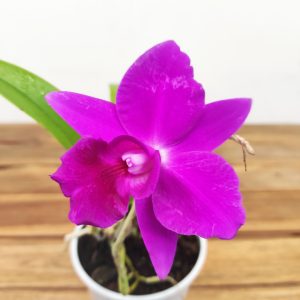 Cattleya