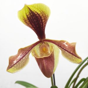 Paphiopedilum 'Villosum Laichanense'