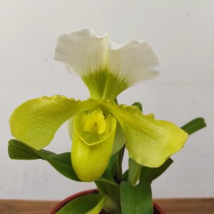 Paphiopedilum - 1 Haste