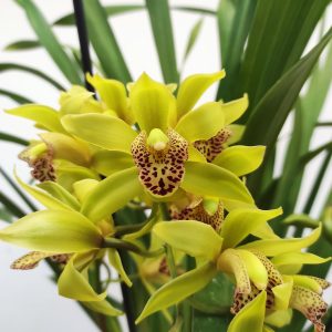 Cymbidium 2 hastes