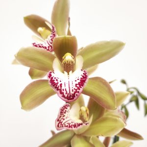 Cymbidium 3 hastes