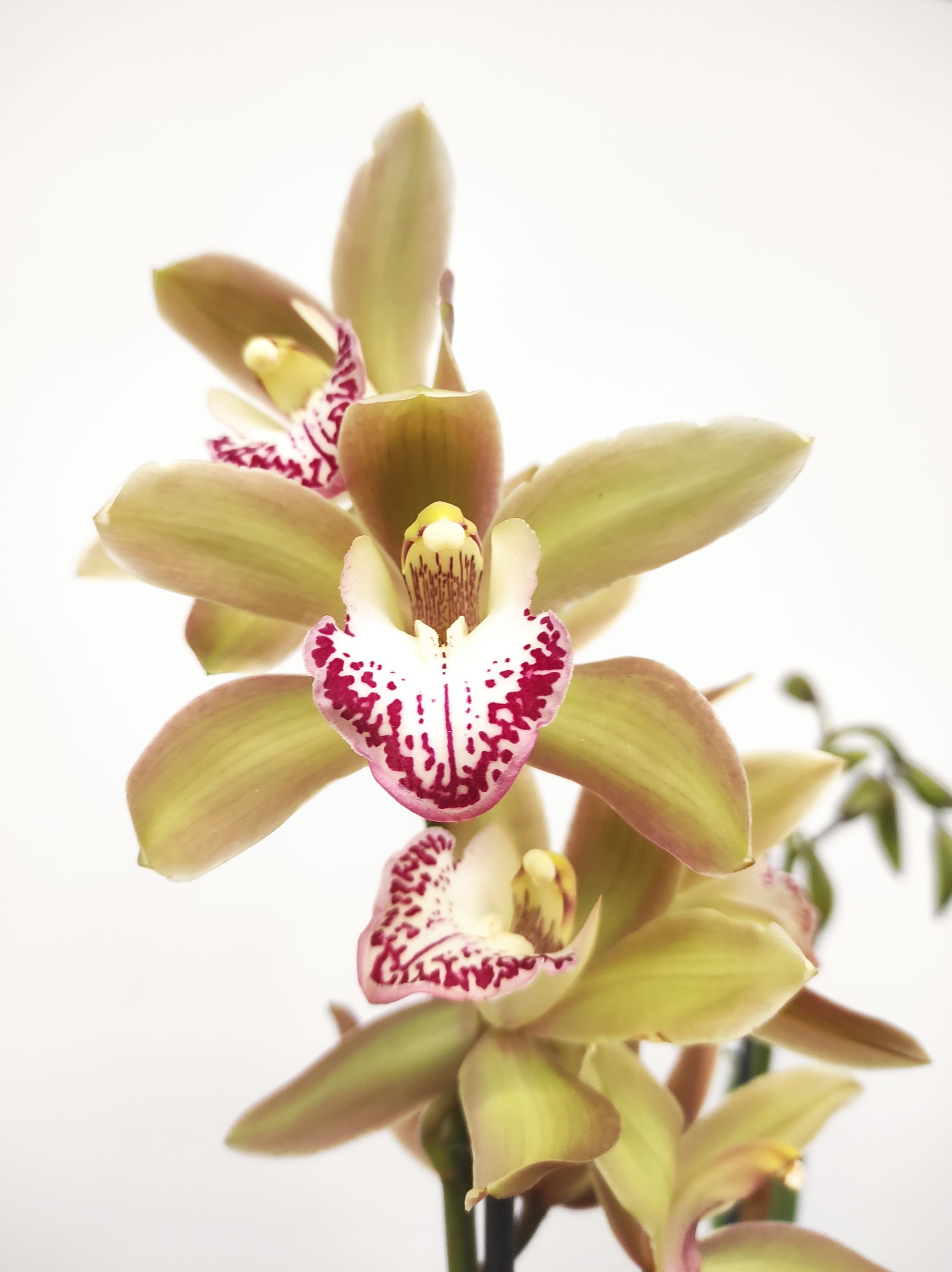 Cymbidium 3 hastes