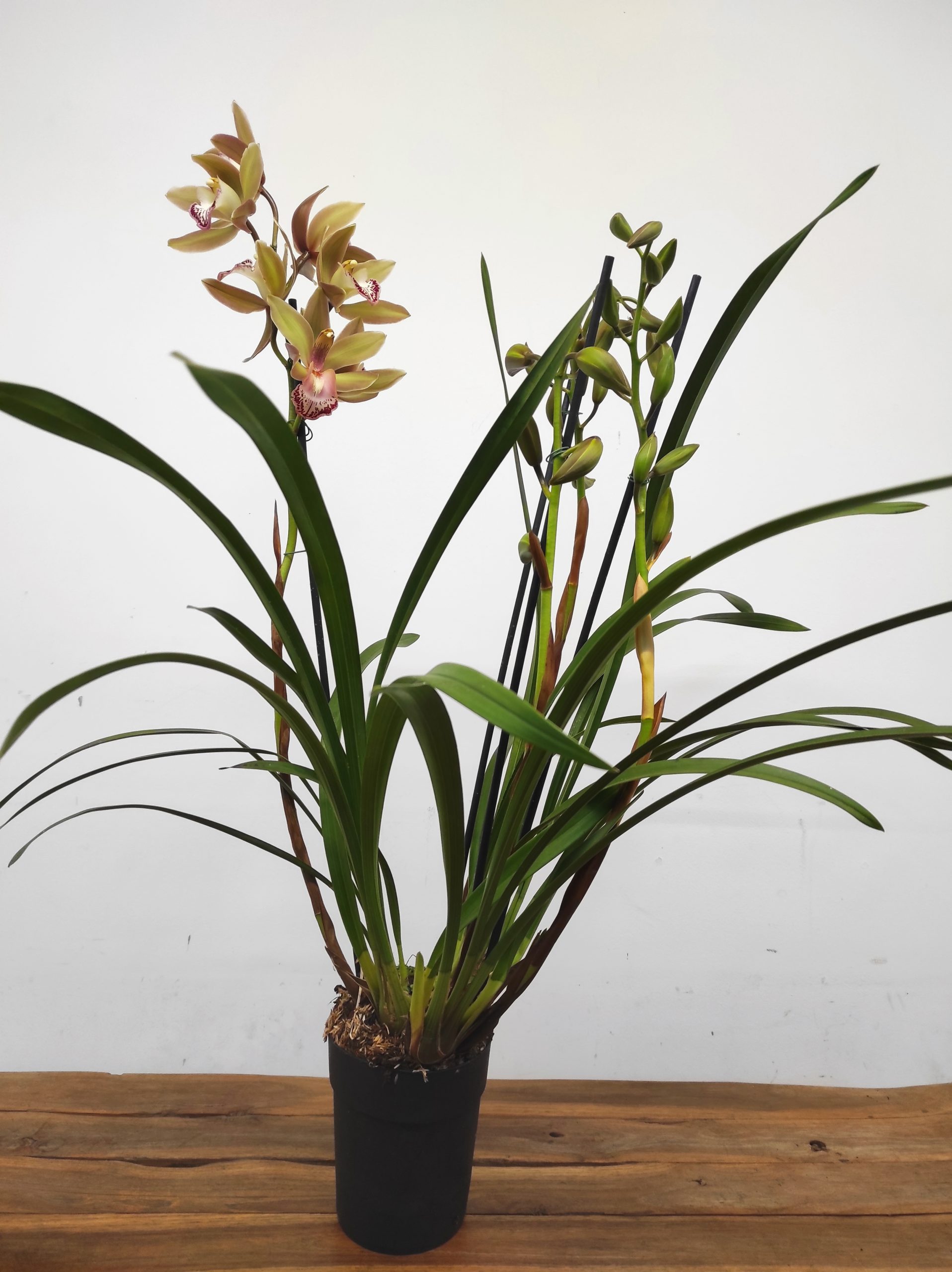 Cymbidium 3 hastes - Image 2