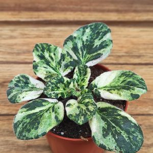 Saintpaulia Marble Variegata