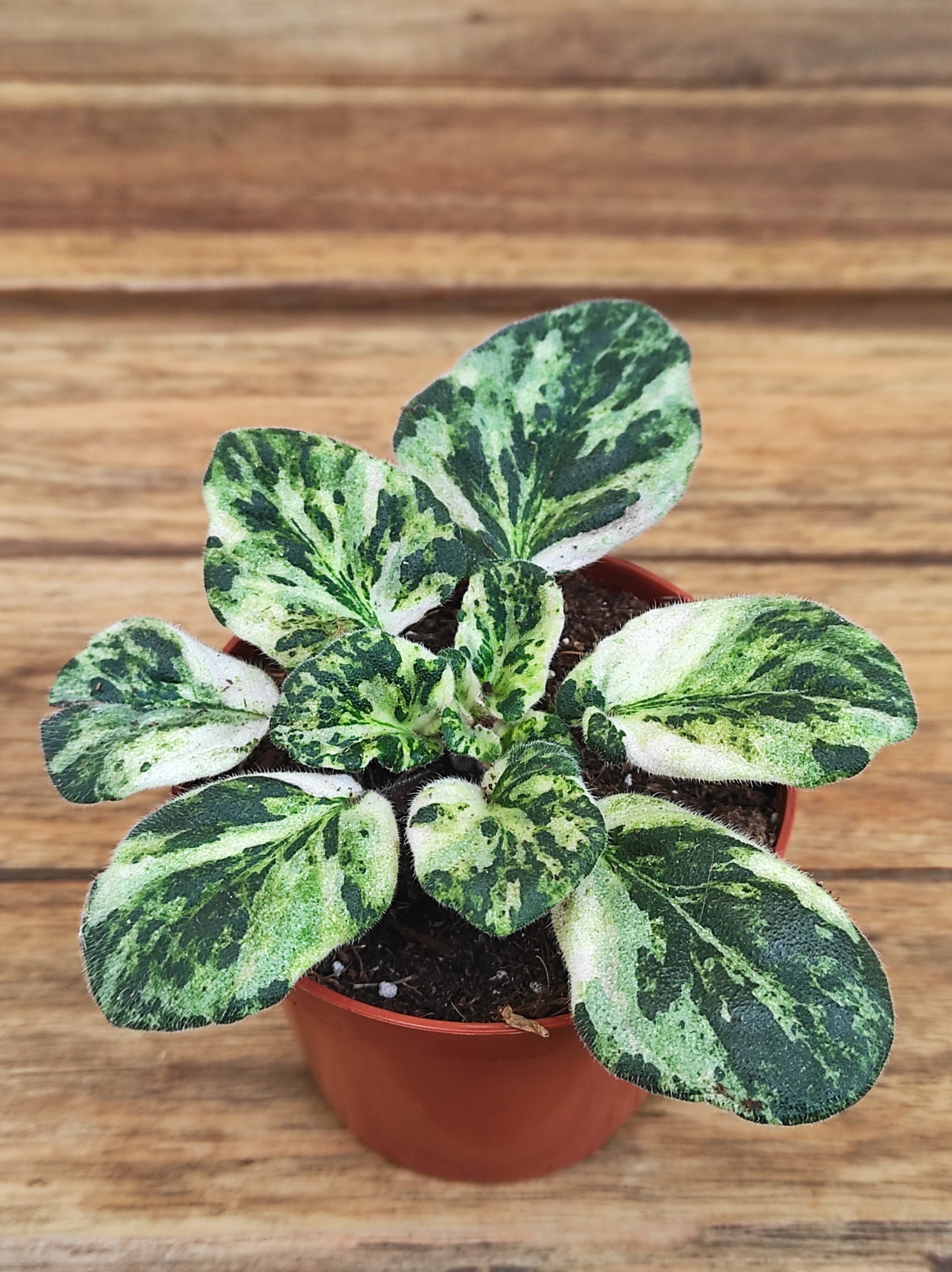 Saintpaulia Marble Variegata