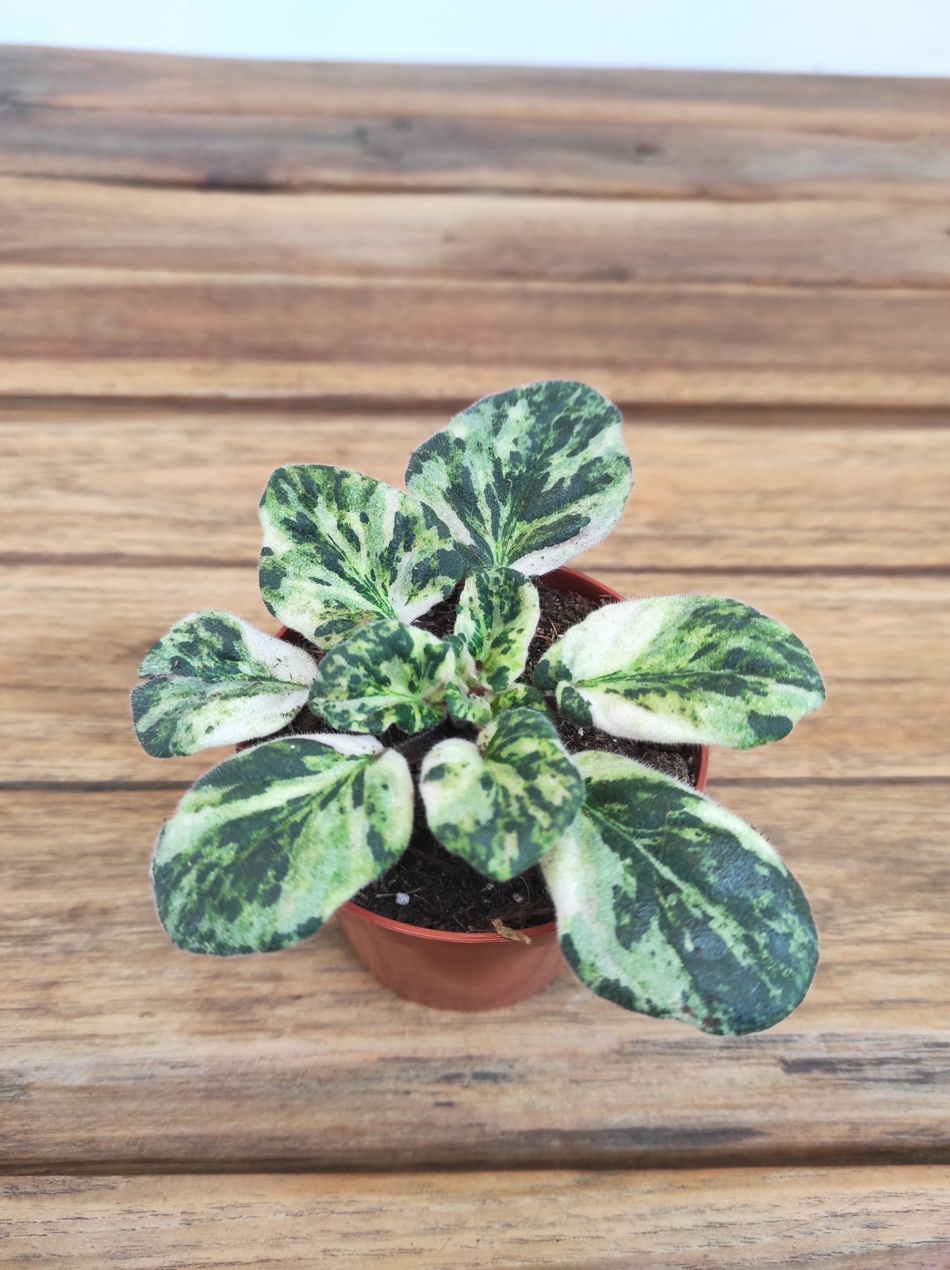 Saintpaulia Marble Variegata - Image 2