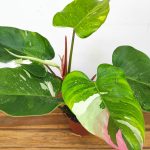 Philodendron 'Fresh Aurea'