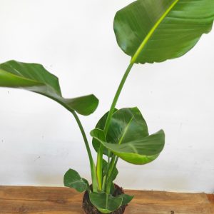 Strelitzia Nicolai V.19