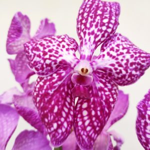 Vanda