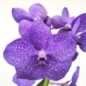 Vanda
