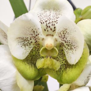 Vanda