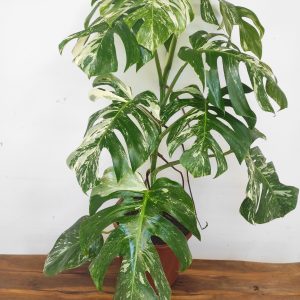 Monstera Deliciosa Variegata