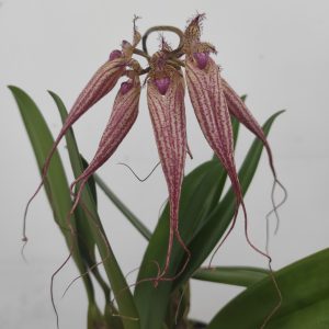 Bulbophyllum Elizabeth Ann Buckleberry