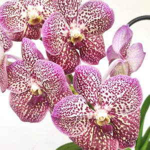 Vanda
