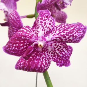 Vanda