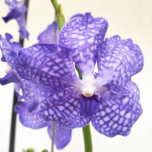 Vanda