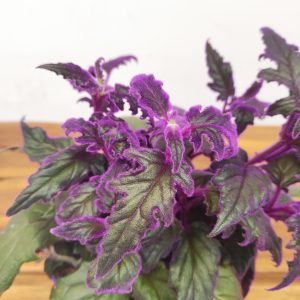Gynura Aurantiaca Purple Velvet
