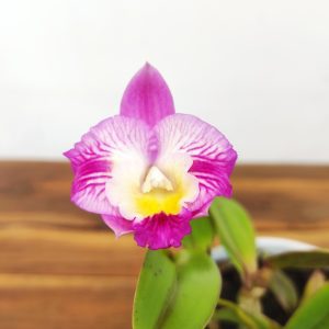 Cattleya