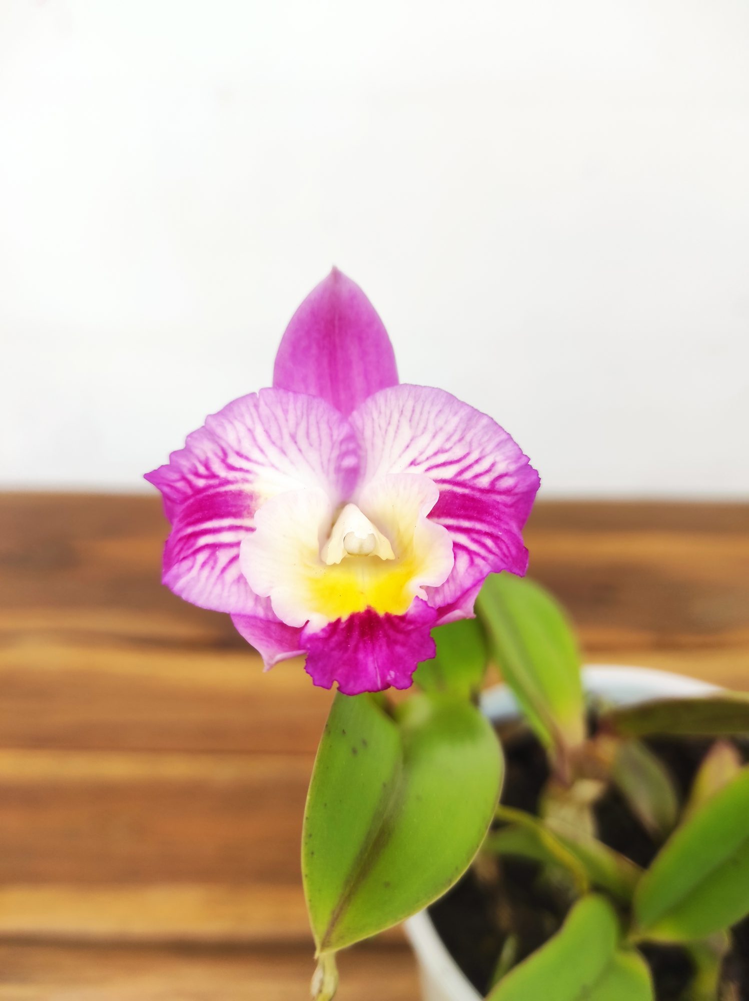 Cattleya