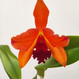 Cattleya