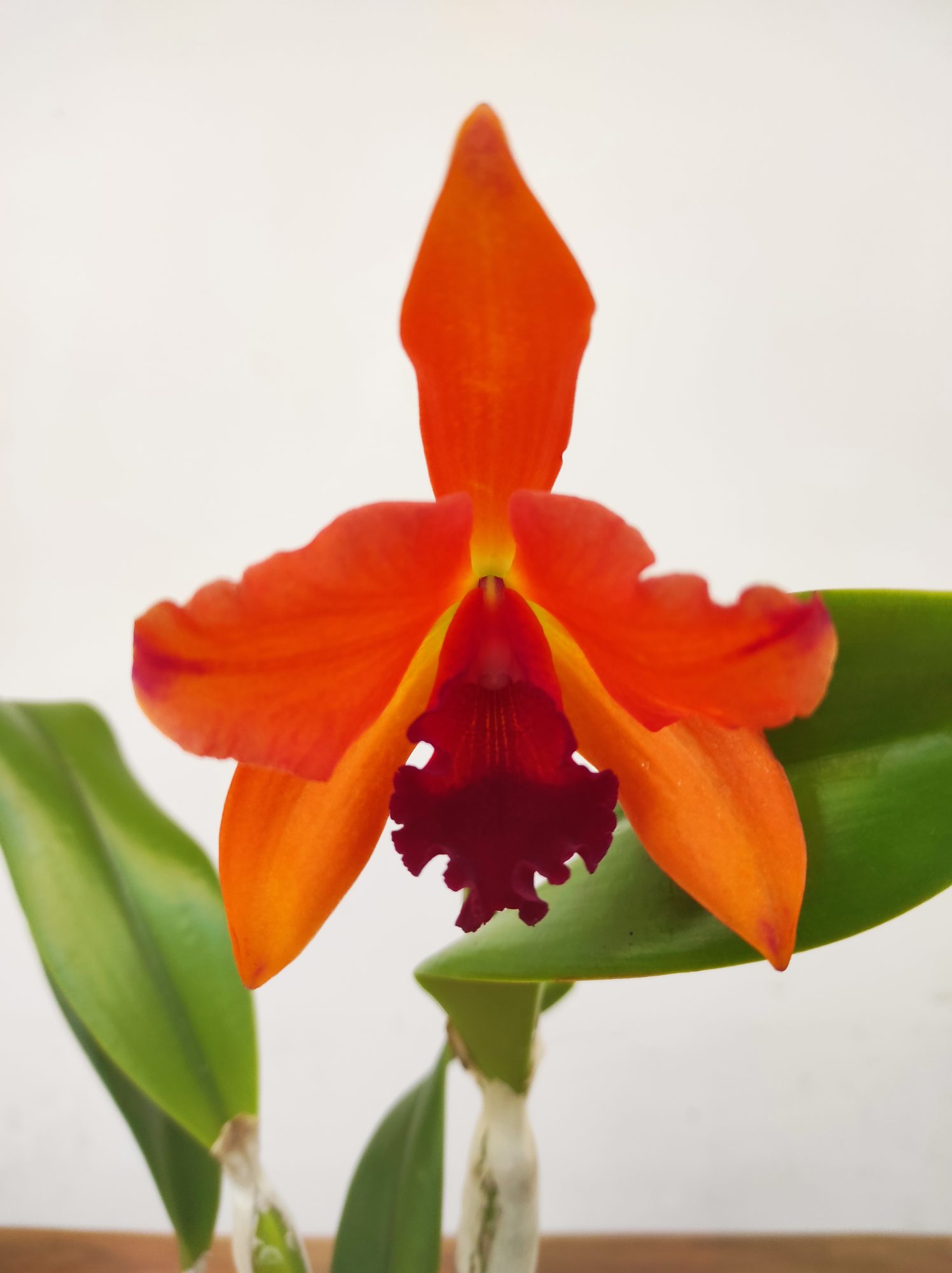 Cattleya