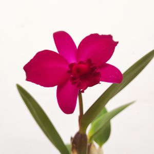 Cattleya 1 Haste