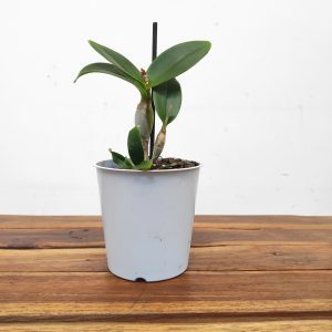 Epicattleya Volcano Trick - Sem Flor