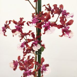 Oncidium Sharry Baby