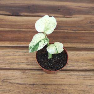 Monstera Deliciosa "Mint" Variegata