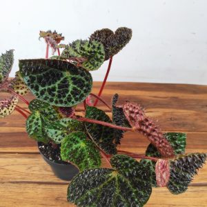 Begonia 'Ferox'