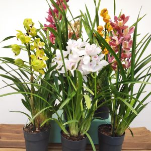 Conjunto 6 Cymbidiuns - Com Flor