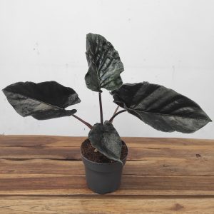 Alocasia 'Antoro Velvet'