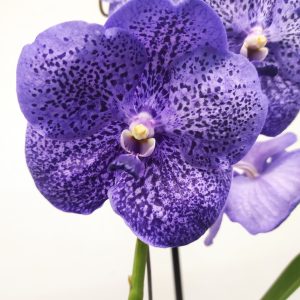 Vanda Híbrida