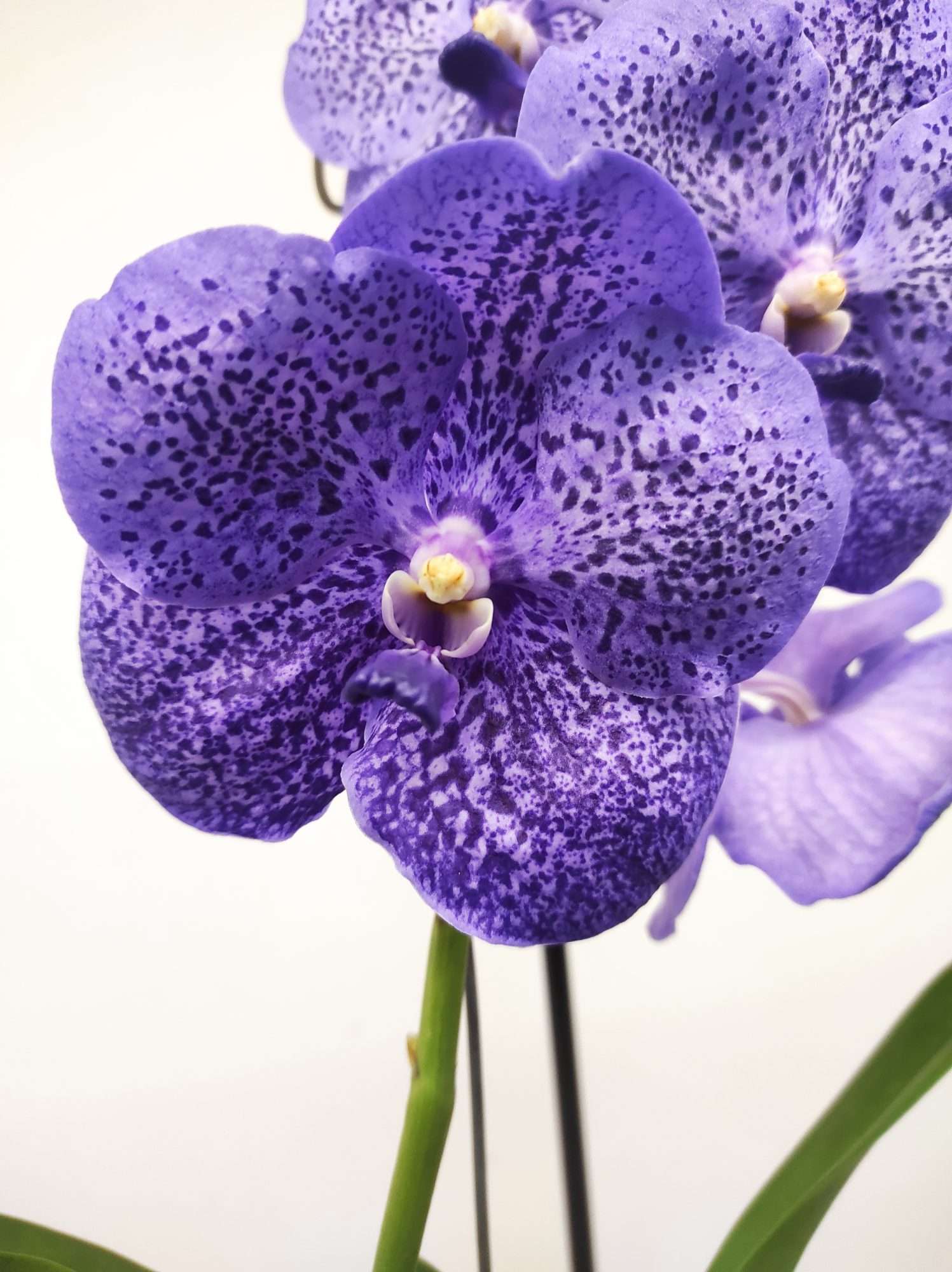 Vanda Híbrida