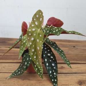 Begonia 'Maculata'