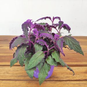 Gynura Aurantiaca Purple Velvet