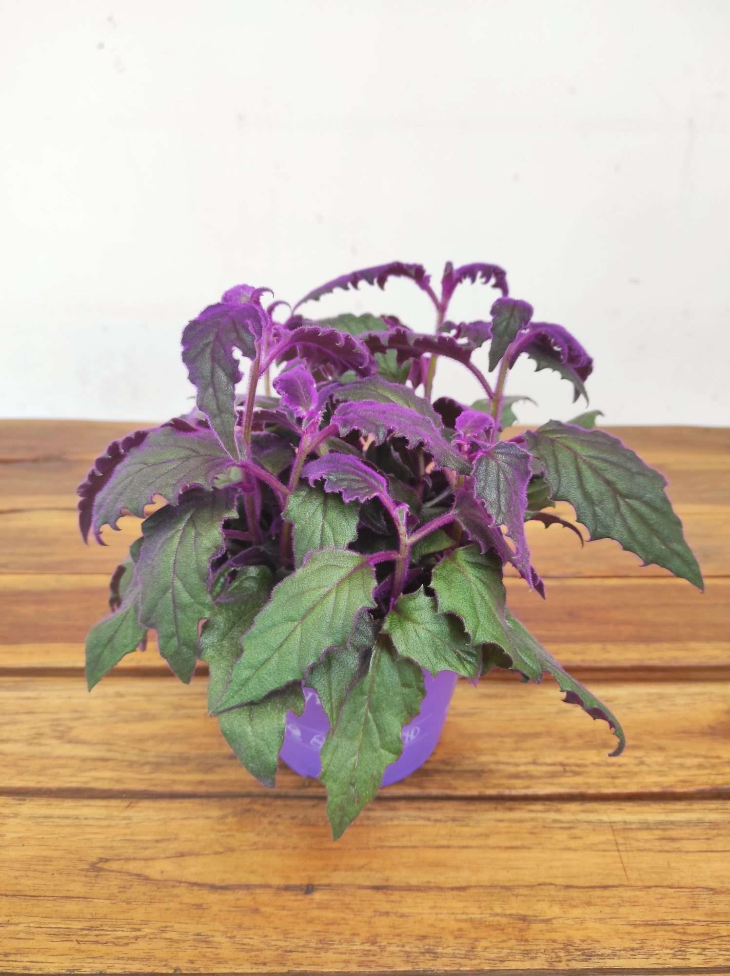 Gynura Aurantiaca Purple Velvet