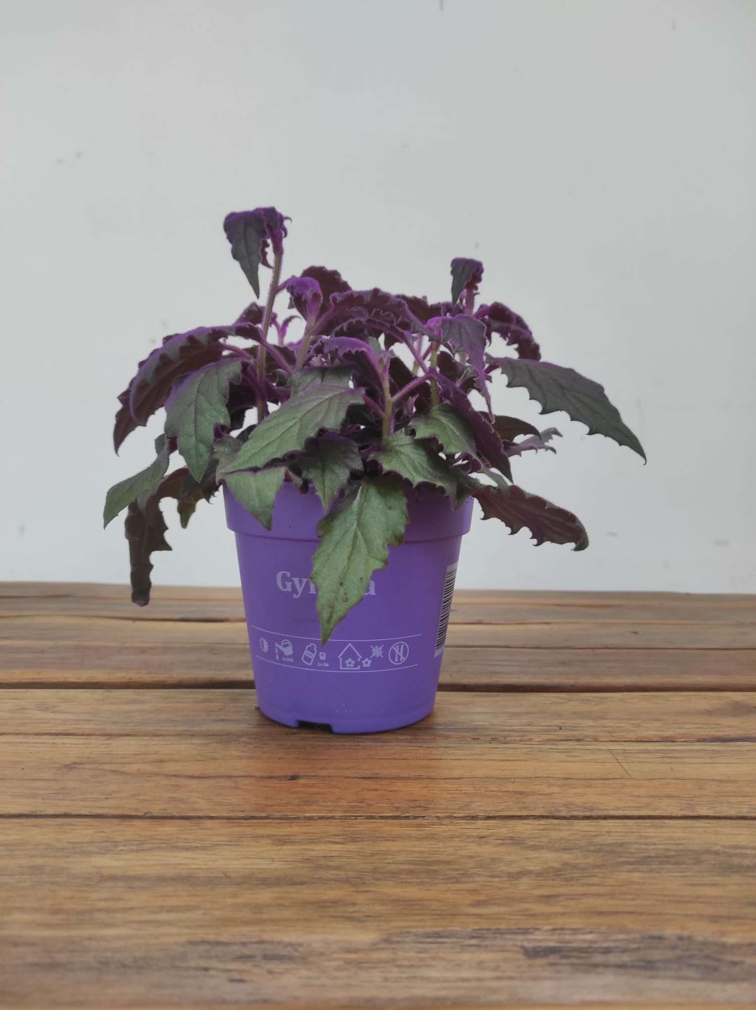 Gynura Aurantiaca Purple Velvet - Image 2