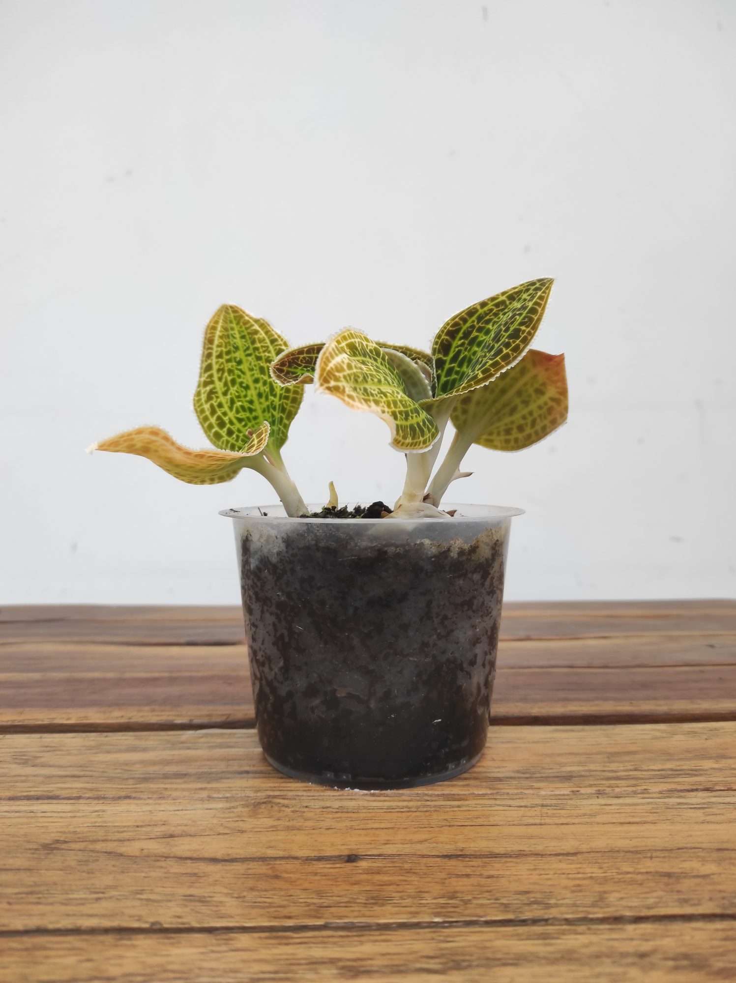 Macodes Petola - Image 2