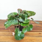 Begonia 'Erythrophylla'