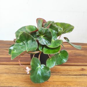 Begonia 'Erythrophylla'