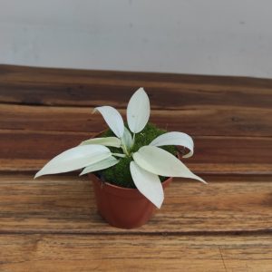 Philodendron 'Florida Ghost'