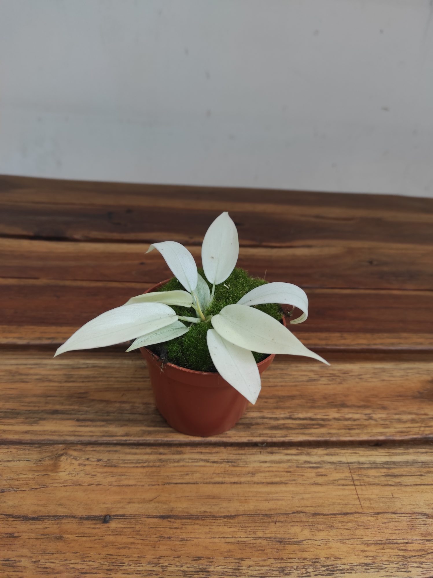 Philodendron 'Florida Ghost'