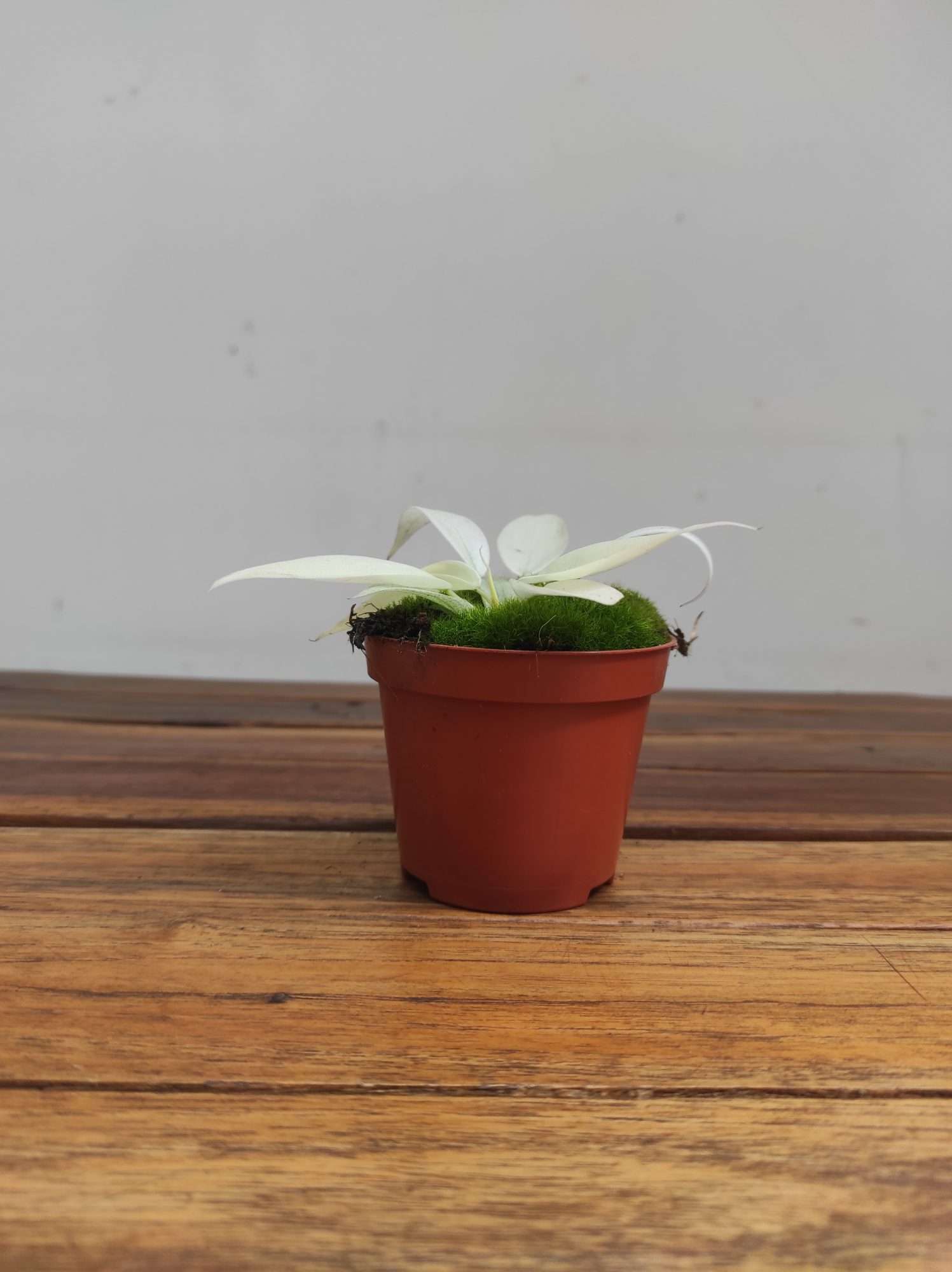 Philodendron 'Florida Ghost' - Image 2