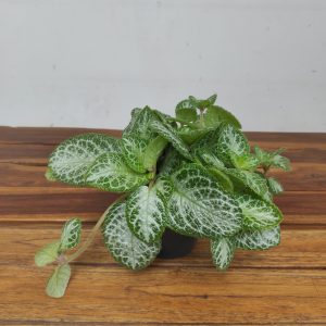 Episcia Cupreata Minty Imp.