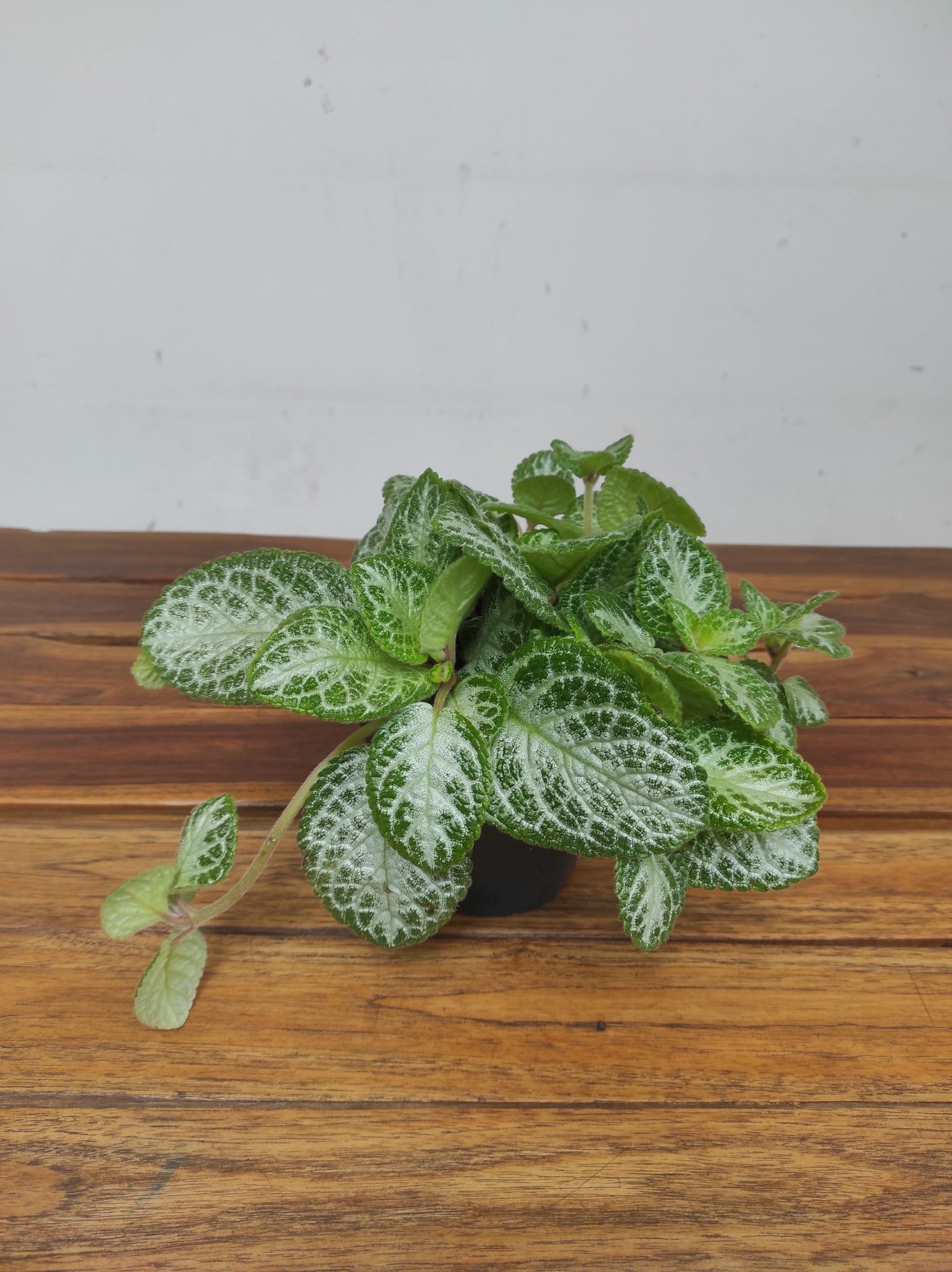 Episcia Cupreata Minty Imp.